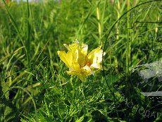 Горицвет весенний 002